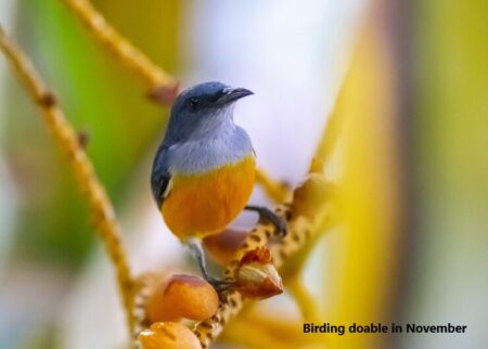 Birding doable in November