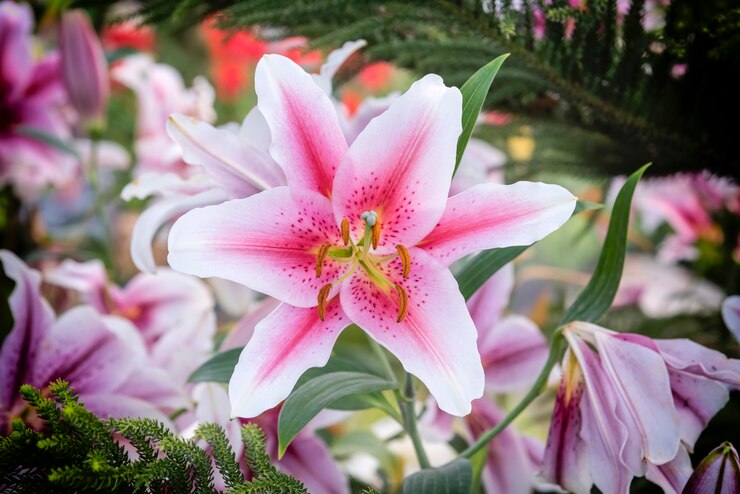 do daylilies use focal point