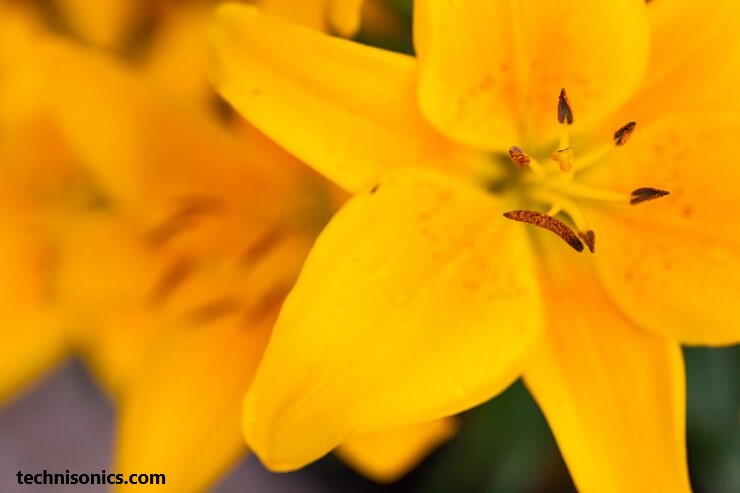 do daylilies use focal point