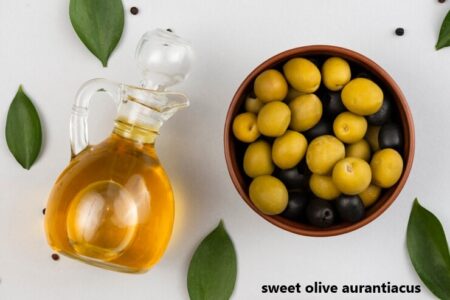 sweet olive aurantiacus